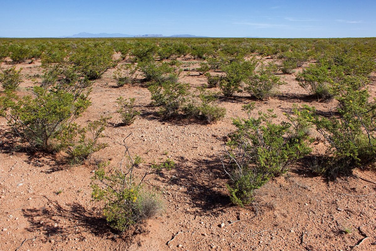 Scrub on the Jornada del Muerto plain, New Mexico. Photo: Patrick Alexander / Wikimedia Commons, CC0